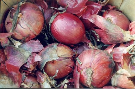 Onions red