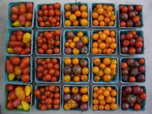 SunGold Cherry Tomatoes